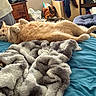 cat, orange_cat, bed, blanket, blue_bedspread, furniture, chair, clothing, bag, indoor, relaxed, lying_down, cozy, pet, fur, domestic_animal, carpet, room, casual, home
