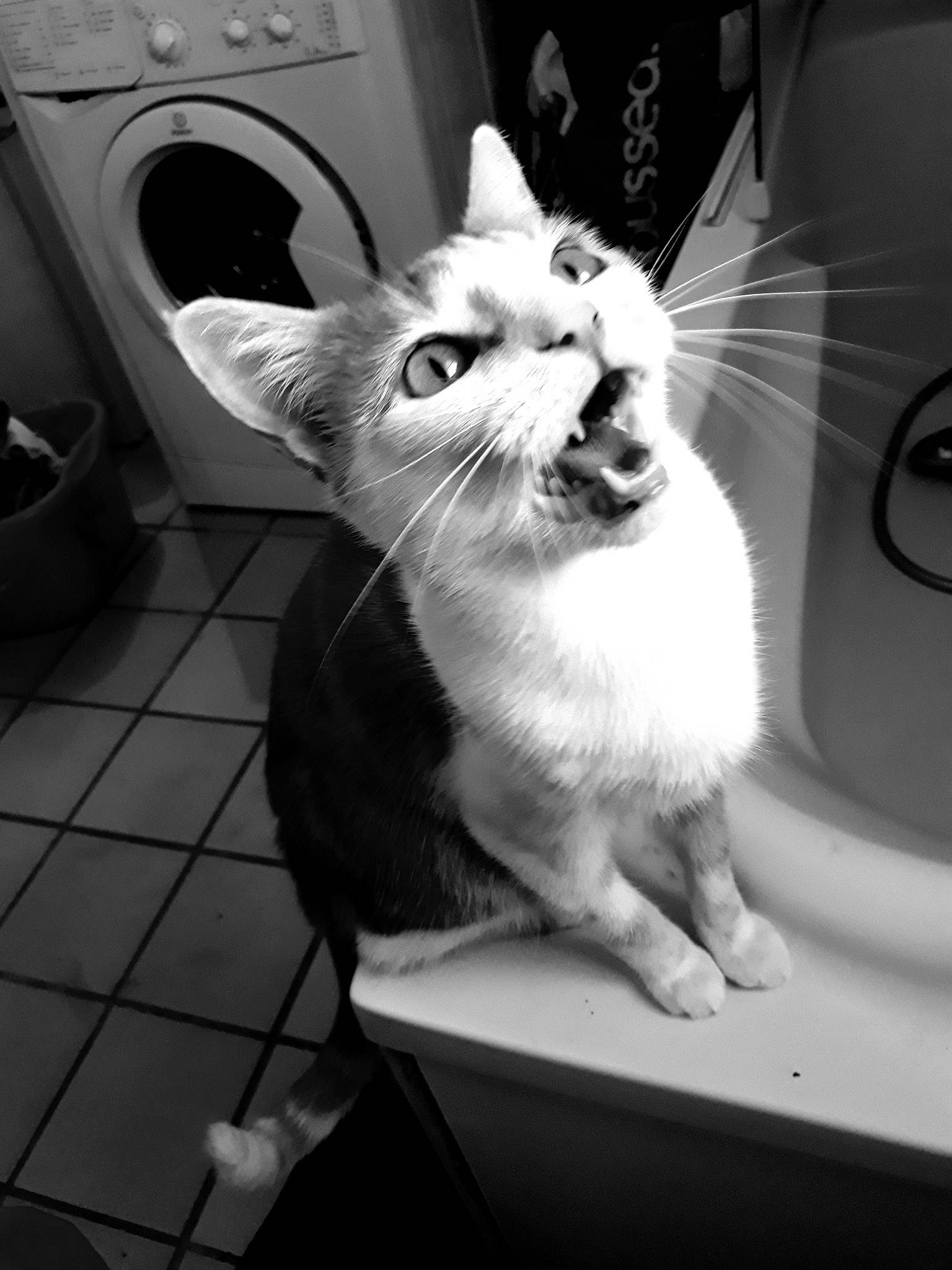 Martin a rejoint le concours — aidez-le/la à gagner de superbes lots ! asian, black, black_and_white, burmilla, carnivore, cat, domestic_short_haired_cat, ear, felidae, fur, kitten, monochrome, monochrome_photography, photography, small_to_medium_sized_cats, snapshot, snout, style, whiskers, white