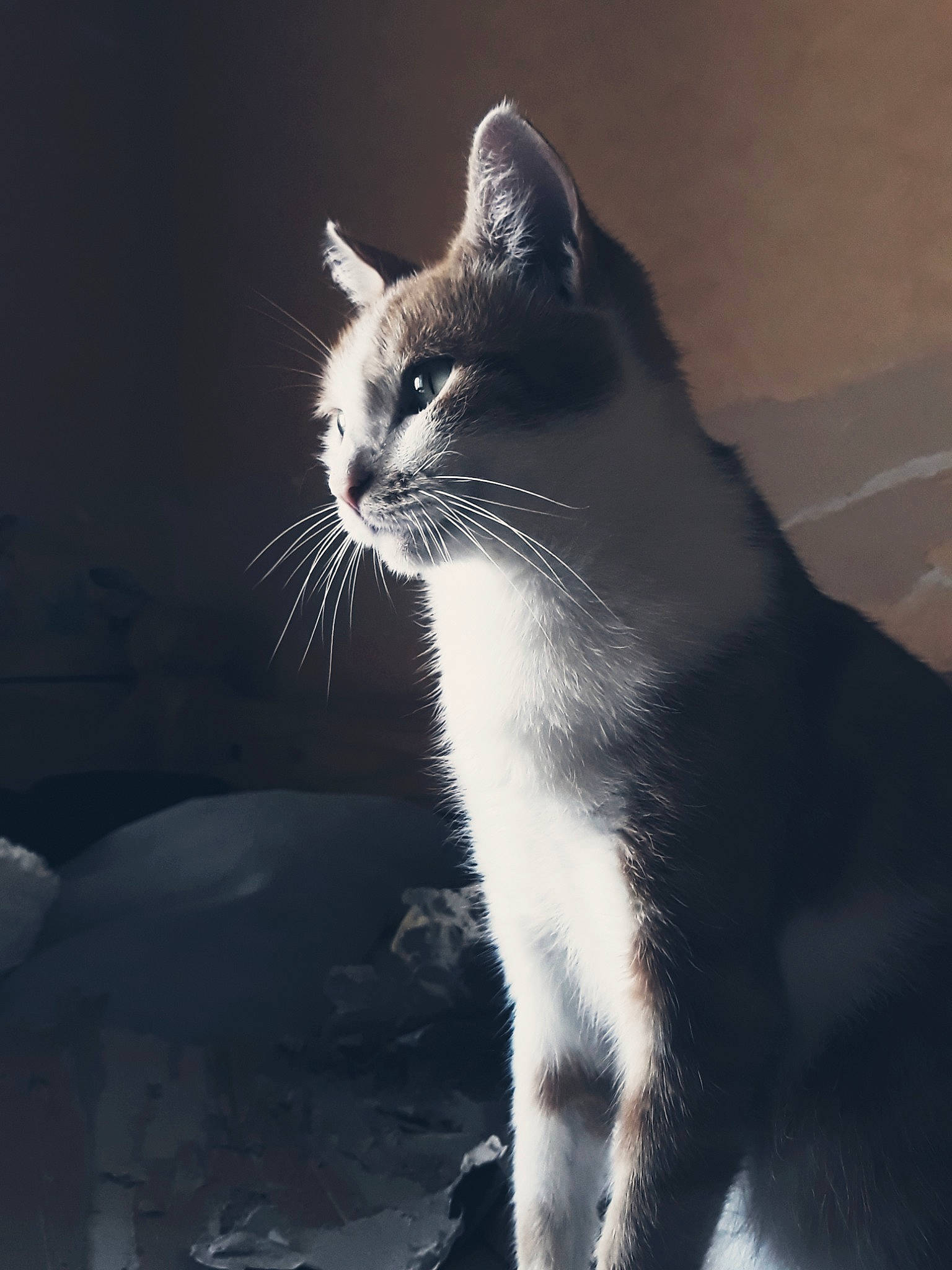 Martin participe au concours pour gagner de l'argent avec cette photo : aegean_cat, black_and_white, carnivore, cat, cloud, domestic_short_haired_cat, european_shorthair, eye, felidae, fur, kitten, monochrome, photography, polydactyl_cat, sky, small_to_medium_sized_cats, snout, tail, whiskers, window