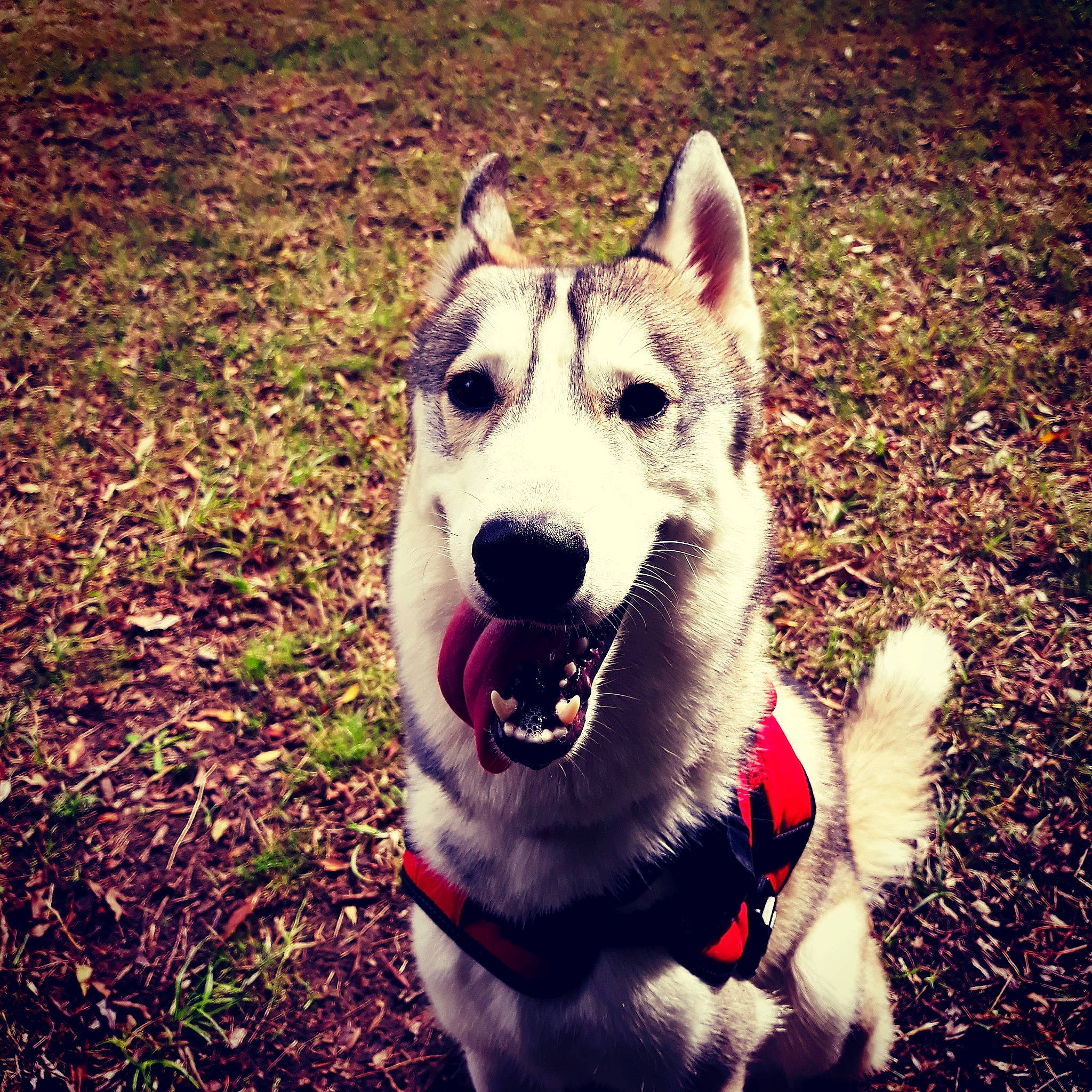 Wolf participe au concours pour gagner de l'argent avec cette photo : alaskan_malamute, canidae, carnivore, czechoslovakian_wolfdog, dog, dog_breed, grass, labrador_husky, mammal, native_american_indian_dog, northern_inuit_dog, nose, sakhalin_husky, seppala_siberian_sleddog, siberian_husky, sky, snout, tamaskan_dog, vertebrate, wolfdog