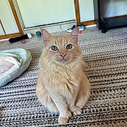 Louie V is registered to the contest to win money with this photo: cat, cream_colored, fluffy, carpet, indoor, pet_bed, toy, green_eyes, feline, animal, home, furniture, person_hand, floor, looking_at_camera, cute, sitting, cozy, domestic_animal, relaxed