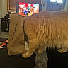 cat, orange_cat, furry, table, paper_bag, taco_bell, indoor, living_room, television, carpet, furniture, window, door, cozy, snack, curious, pet, animal, home, soft_light