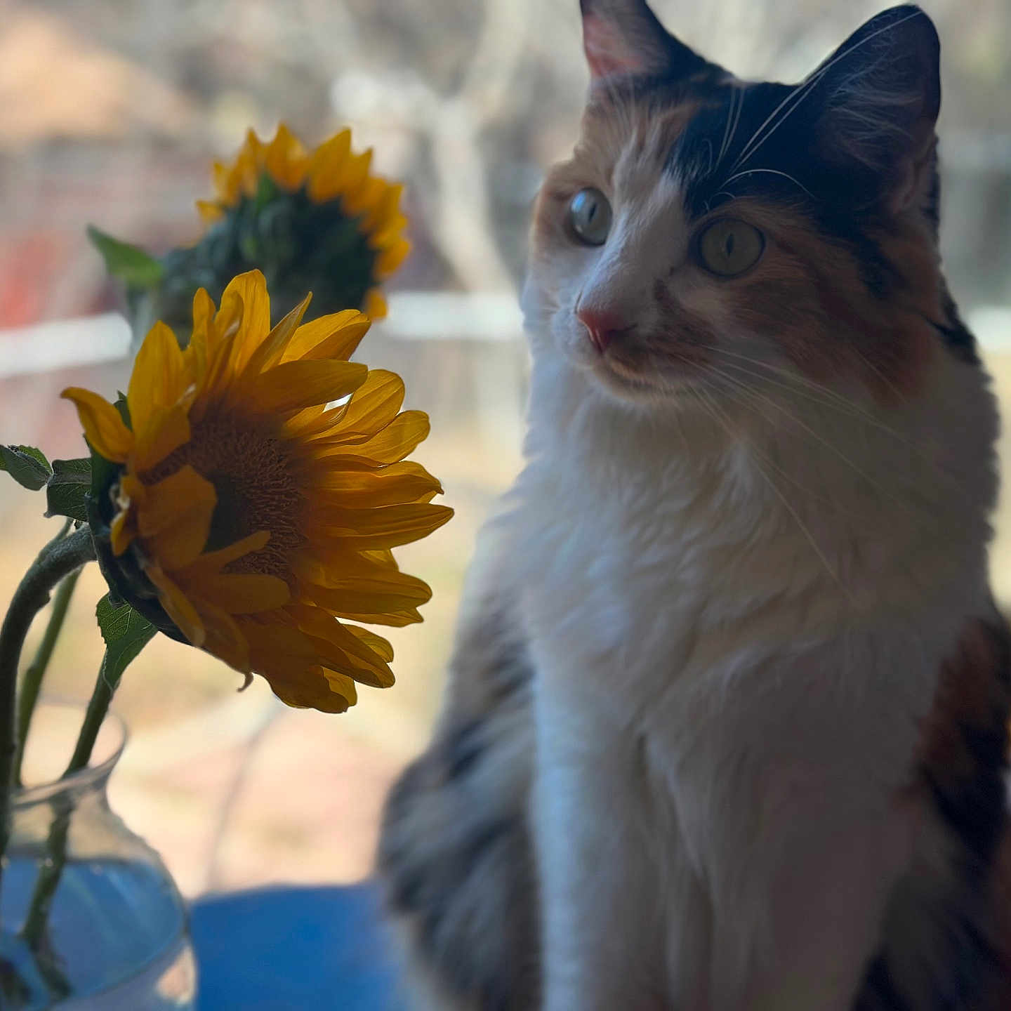 Dior is registered to the contest to win money with this photo: cat, calico_cat, flower, sunflower, vase, glass, window, indoor, pet, fur, whiskers, plant, nature, closeup, curious, domestic_animal, sitting, yellow, green, soft_light