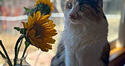 Dior is registered to the contest to win money with this photo: cat, calico_cat, sunflower, flower, vase, glass_vase, indoor, window, blurred_background, pet, feline, curious, animal, plant, nature, colorful, soft_light, closeup, domestic_cat, sitting