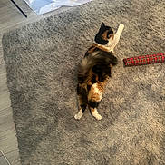 Dior joined the competition — help win amazing prizes! cat, calico, fluffy, rug, carpet, indoor, toy, plaid, stretching, relaxing, floor, white_cloth, legs, paws, pet, cozy, home, shoes, gray, furniture