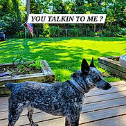 Beans is registered to the contest to win money with this photo: animal, architecture, backyard, building, canine, dog, grass, herbal, lawn, nature, outdoors, park, pet, plant, shelter, summer, tree, vegetation, wood, yard