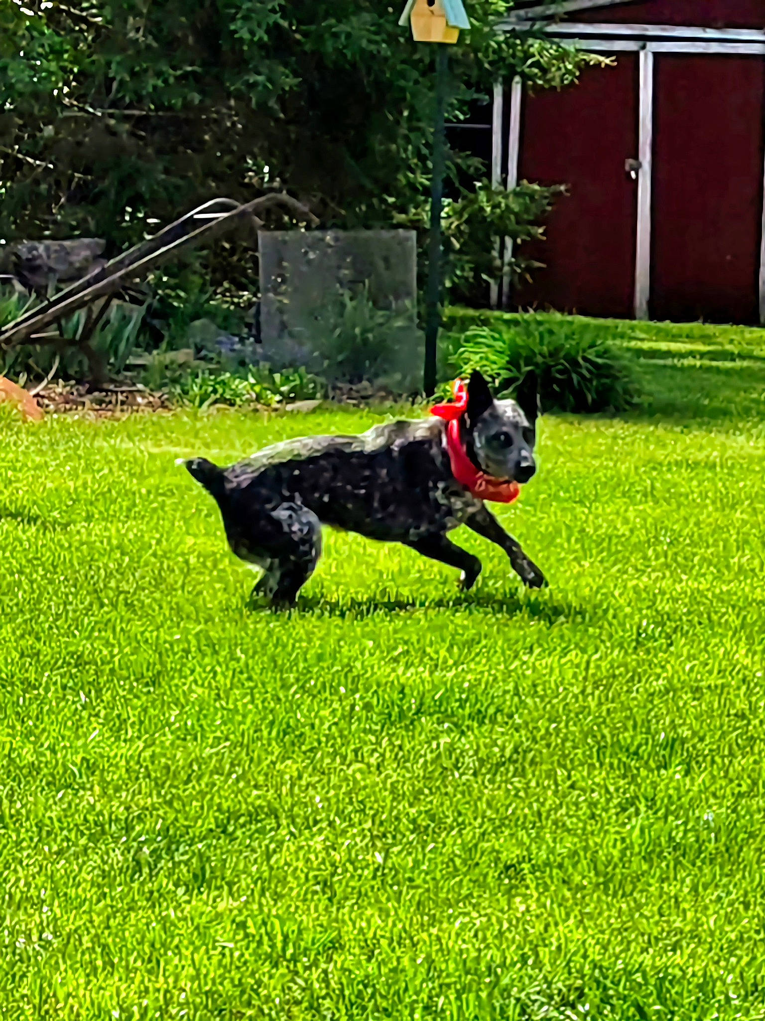 Bean'S joined the competition — help win amazing prizes! ball, canidae, carnivore, companion_dog, dog, dog_breed, door, grass, grassland, green, groundcover, guard_dog, gun_dog, lawn, plant, sporting_group, tail, tree, window, working_animal