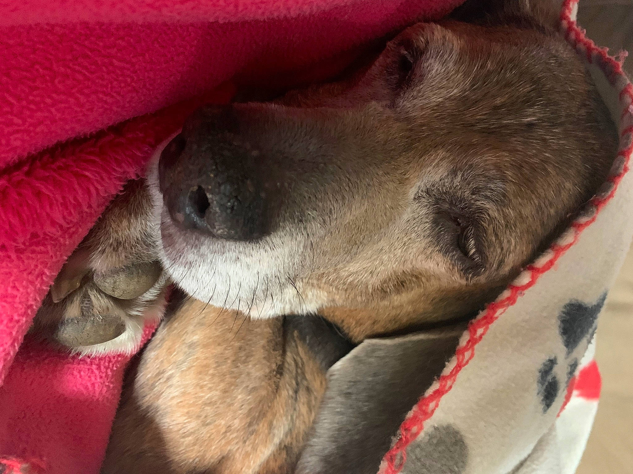 Corkey joined the competition — help win amazing prizes! carmine, carnivore, close_up, collar, comfort, companion_dog, dog, dog_breed, dog_collar, ear, fawn, fur, liver, paw, pet_supply, selfie, snout, sporting_group, whiskers, working_animal