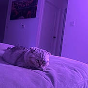 Stormi joined the competition — help win amazing prizes! cat, sleeping, bed, indoor, purple_light, cozy, pet, feline, resting, soft_furniture, home, relaxation, modern_room, door, wall_art, quiet, peaceful, animal, fur, comfort