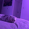 cat, sleeping, bed, indoor, purple_light, cozy, pet, feline, resting, soft_furniture, home, relaxation, modern_room, door, wall_art, quiet, peaceful, animal, fur, comfort