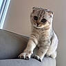 Stormi joined the competition — help win amazing prizes! cat, kitten, scottish_fold, pet, animal, cute, feline, whiskers, paw, ears, couch, indoor, furniture, gray, curious, young, stretching, soft_light, portrait, closeup