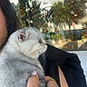 Stormi is registered to the contest to win money with this photo: cat, person, hand, window, reflection, outdoor, plant, greenery, light, fur, animal, pet, holding, portrait, face, nail, ring, black_clothing, daylight, calm