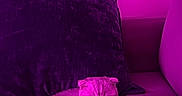 Stormi is registered to the contest to win money with this photo: cat, couch, pillow, pet, indoor, feline, relaxed, purple_light, fur, animal, resting, home, cozy, domestic, cute, whiskers, tail, sleepy, soft, comfort