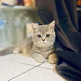 Simba participe au concours pour gagner de l'argent avec cette photo : carnivore, cat, domestic_short_haired_cat, ear, felidae, fur, paw, sitting, small_to_medium_sized_cats, snout, whiskers, window