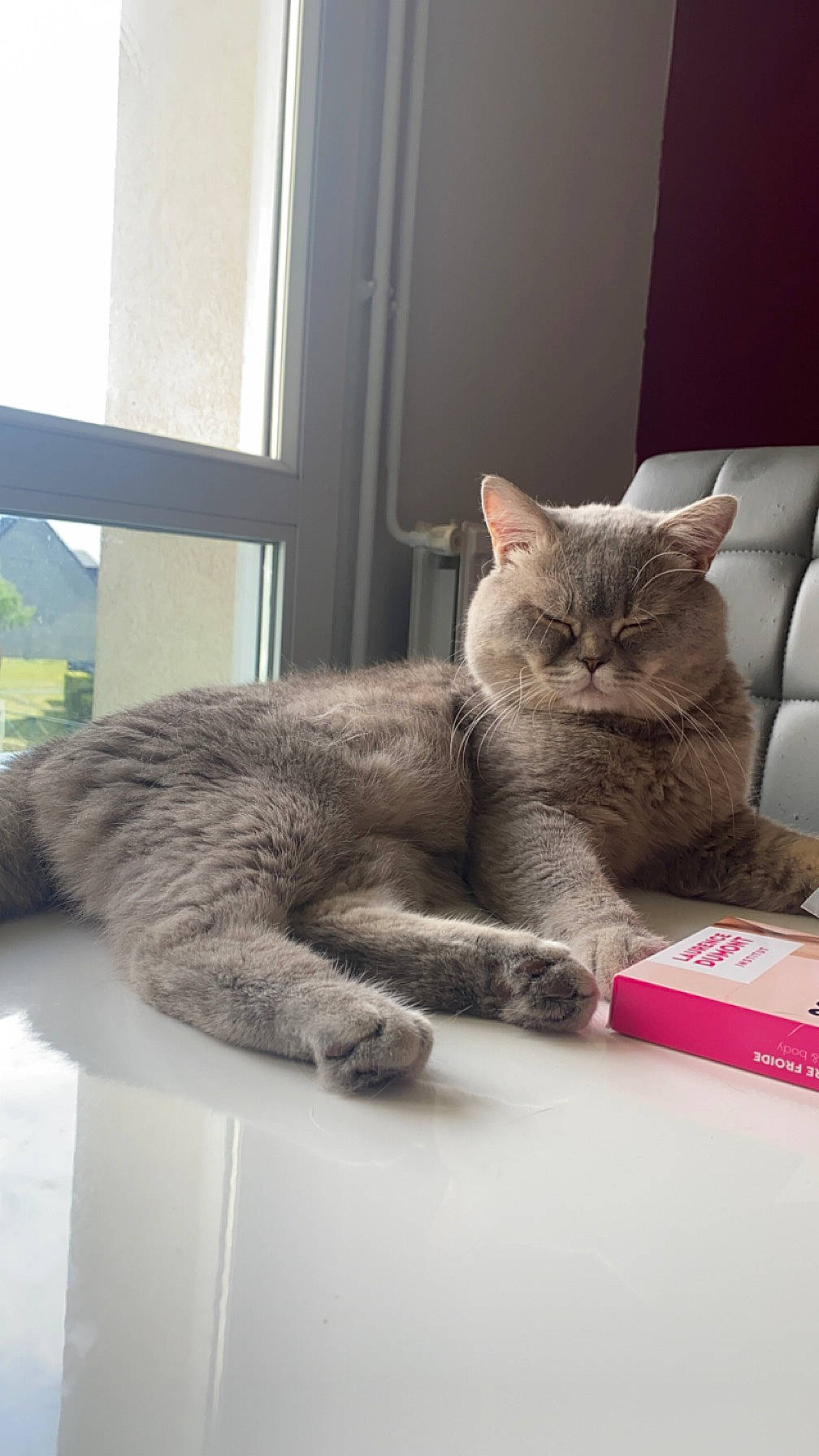 Simba participe au concours pour gagner de l'argent avec cette photo : box, carnivore, cat, claw, comfort, domestic_short_haired_cat, felidae, fur, grey, nap, paw, plant, sitting, small_to_medium_sized_cats, snout, tail, whiskers, window
