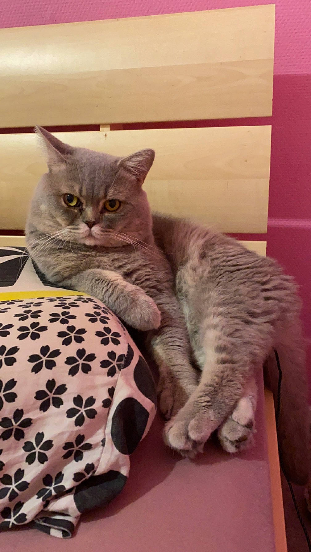 Simba participe au concours pour gagner de l'argent avec cette photo : carnivore, cat, comfort, domestic_short_haired_cat, felidae, fur, grey, pattern, paw, room, sitting, small_to_medium_sized_cats, snout, tail, whiskers, window