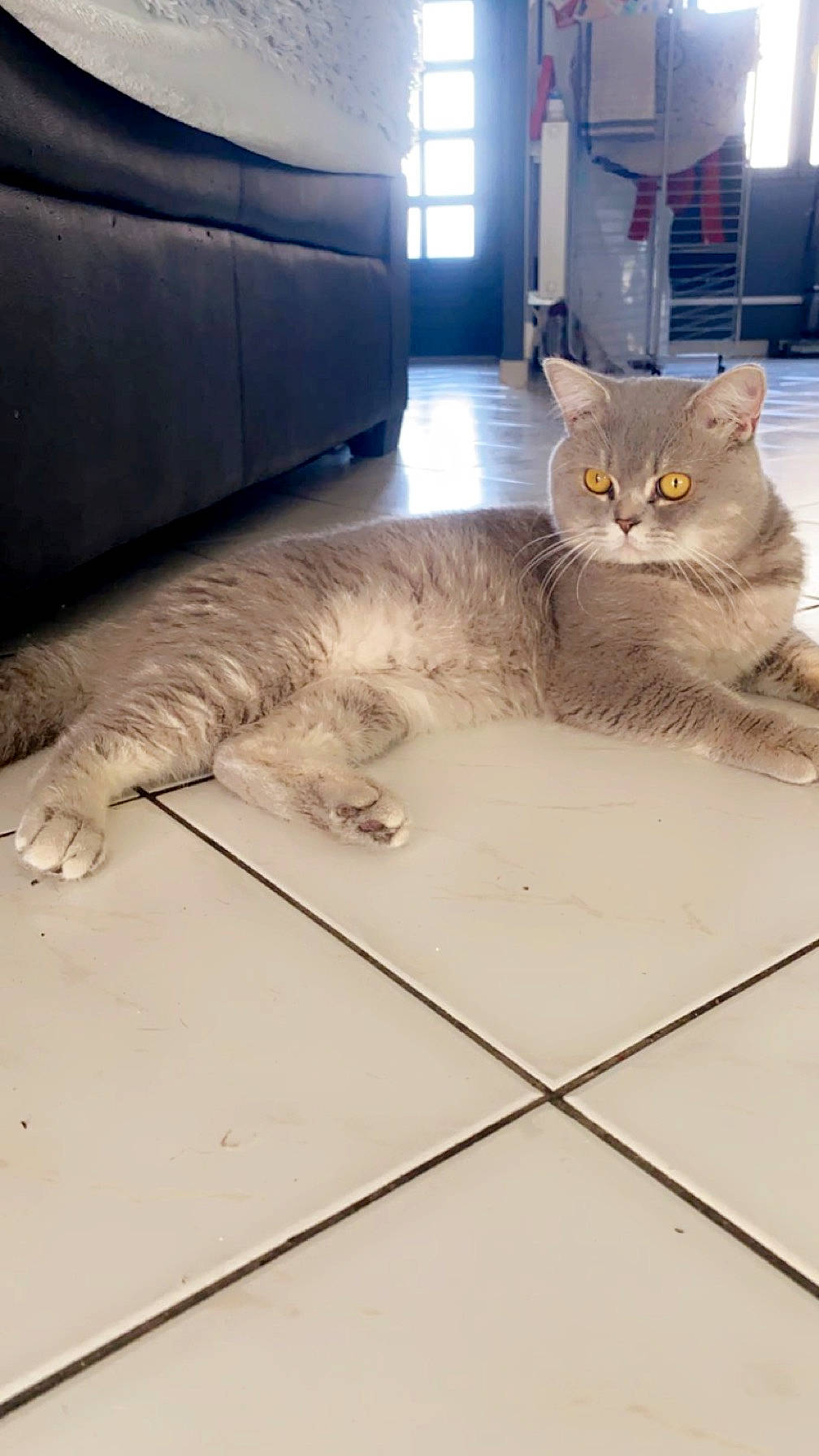 Simba participe au concours pour gagner de l'argent avec cette photo : carnivore, cat, comfort, couch, domestic_short_haired_cat, fawn, felidae, flooring, fur, grey, hardwood, metal, paw, sitting, small_to_medium_sized_cats, snout, tail, tile, whiskers, wood