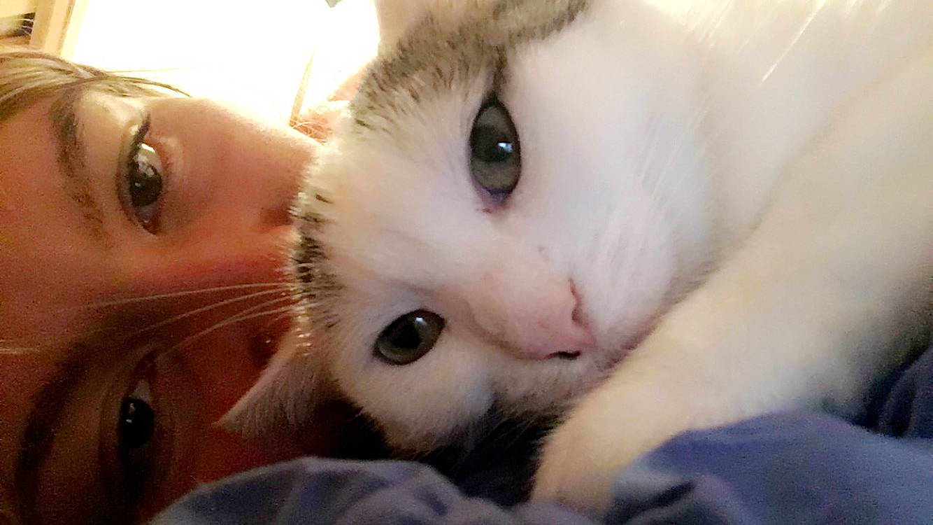 Mamounette a rejoint le concours — aidez-le/la à gagner de superbes lots ! carnivore, cat, ear, eye, eyebrow, felidae, fur, khao_manee, kitten, mouth, nose, ojos_azules, skin, small_to_medium_sized_cats, snout, turkish_angora, turkish_van, whiskers