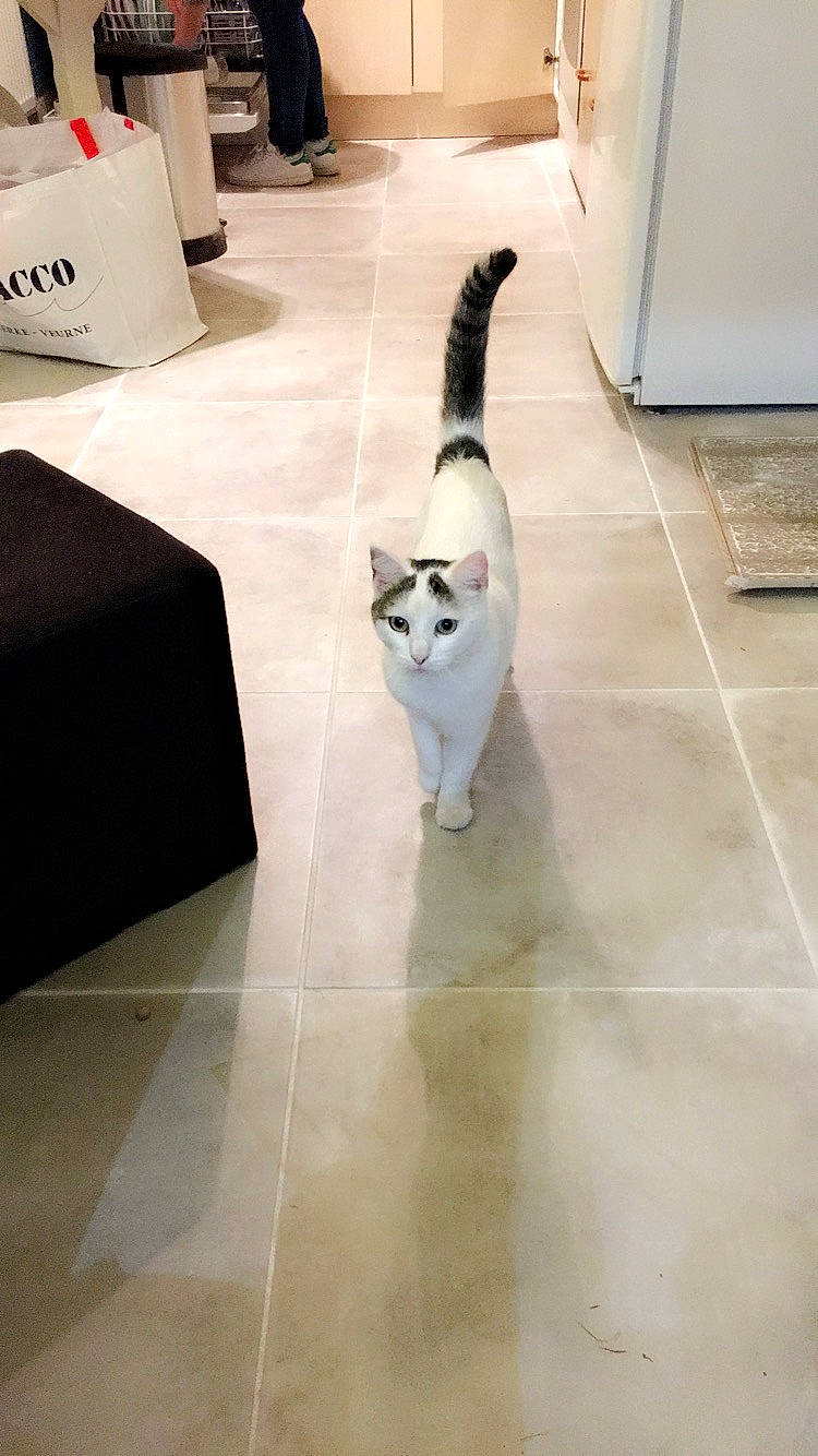 Mamounette participe au concours pour gagner de l'argent avec cette photo : art, carnivore, cat, felidae, floor, flooring, hardwood, kitten, laminate_flooring, small_to_medium_sized_cats, tail, tile, whiskers, white