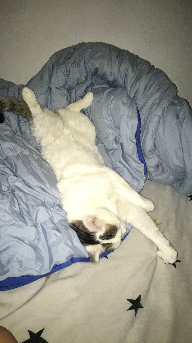 Mamounette participe au concours pour gagner de l'argent avec cette photo : canidae, carnivore, companion_dog, dog, dog_breed, nap, non_sporting_group, puppy, sleep, sporting_group