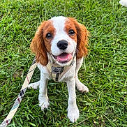 Tobi is registered to the contest to win money with this photo: animal, brown, canine, closeup, cute, dog, fur, grass, happy, harness, leash, nature, outdoor, pet, playful, puppy, sitting, smiling, white, young