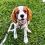 animal, brown, canine, closeup, cute, dog, fur, grass, happy, harness, leash, nature, outdoor, pet, playful, puppy, sitting, smiling, white, young