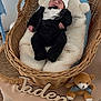 baby, tuxedo, sleeping, wicker_basket, balloons, blue, soft_padding, teddy_bear, bow, wooden_letters, name_sign, table, blanket, infant, cute, cozy, newborn, portrait, indoor, celebration