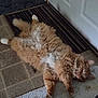 animal, cat, cozy, door, feline, floor, fluffy, fur, home, indoor, mammal, orange_cat, pet, relaxed, resting, rug, sleeping, tile_floor, whiskers, white_paws