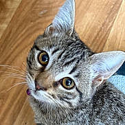 Milo is registered to the contest to win money with this photo: cat, tabby, pet, animal, whiskers, fur, ears, floor, wooden_floor, closeup, looking_up, domestic_cat, cute, indoor, young_cat, feline, curious, eyes, portrait, mammal
