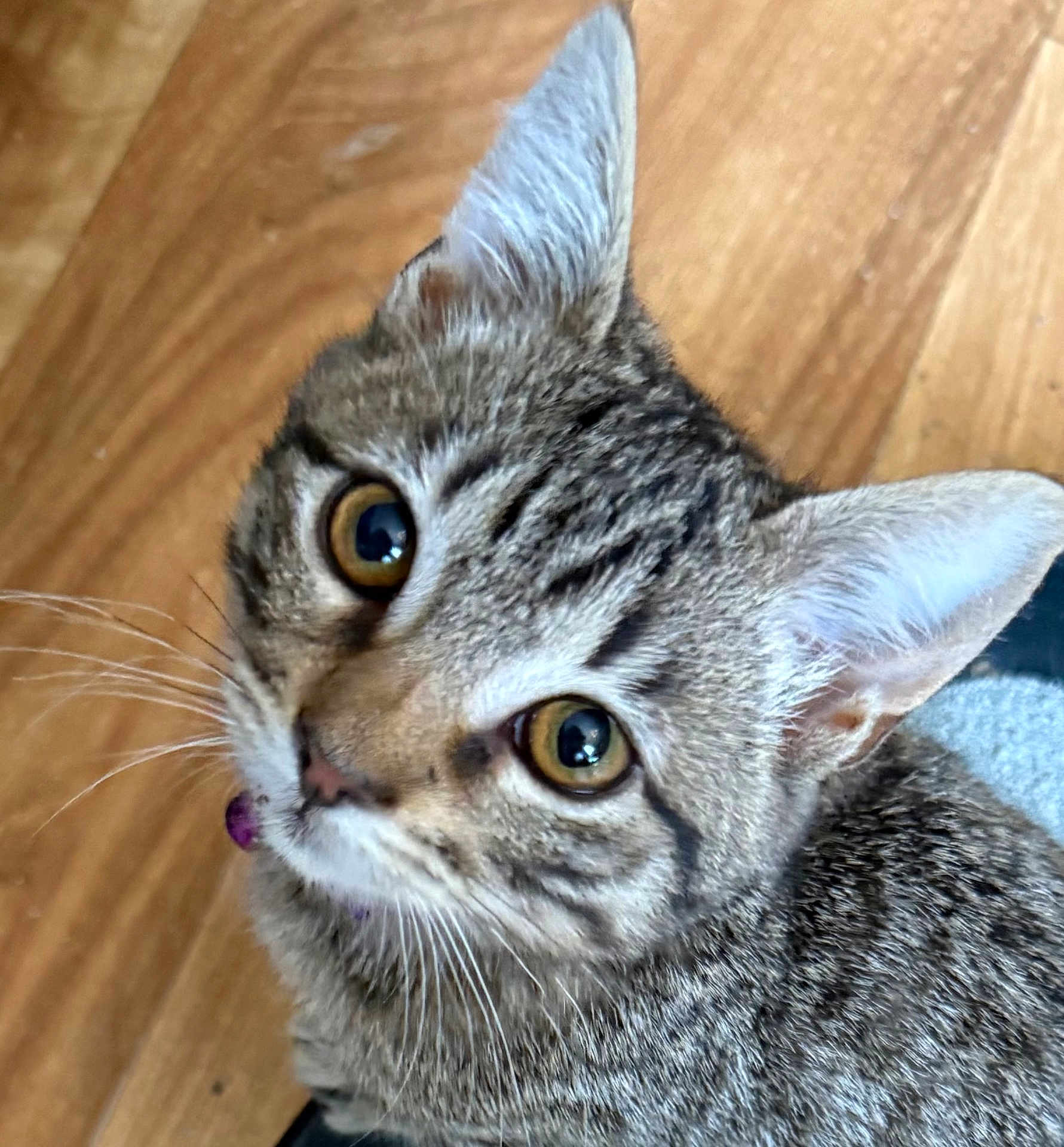 Milo
