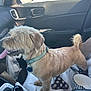 Remi joined the competition — help win amazing prizes! accessory, animal, blanket, bowl, car_interior, collar, dog, domestic_animal, fur, gear_stick, happy, indoor, pet, seat, seat_cover, side_mirror, sunlight, tongue_out, water_bottle, window