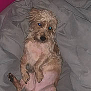 Remi is registered to the contest to win money with this photo: animal, bedroom, blanket, canine, cozy, cute, dog, domestic_animal, flash, fur, fur_texture, indoor, looking_up, lying_down, paw, pet, pink_wall, relaxed, resting, small_dog