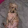 animal, bedroom, blanket, canine, cozy, cute, dog, domestic_animal, flash, fur, fur_texture, indoor, looking_up, lying_down, paw, pet, pink_wall, relaxed, resting, small_dog