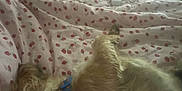 Remi joined the competition — help win amazing prizes! animal, bed, blanket, blue_collar, collar, cozy, cute, dog, fabric, fur, indoor, lying_down, pet, pizza_pattern, relaxation, resting, sleeping, small_dog, soft_texture, strawberry_pattern