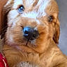 adorable, animal, canine, closeup, companion, cuddly, cute, dog, domestic_animal, fluffy, friendly, fur, golden_retriever, mammal, paw, pet, portrait, puppy, snout, young
