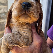 Bianca participe au concours pour gagner de l'argent avec cette photo : adorable, animal, brown, canine, closeup, cute, dog, face, fluffy, fur, hand, holding, outdoor, person, pet, portrait, puppy, skin, watch, young