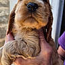 adorable, animal, brown, canine, closeup, cute, dog, face, fluffy, fur, hand, holding, outdoor, person, pet, portrait, puppy, skin, watch, young