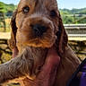 animal, blue_sky, candid, closeup, cute, dog, fur, greenery, hand, holding, mammal, nature, outdoor, person, pet, portrait, puppy, sky, watch, young_animal