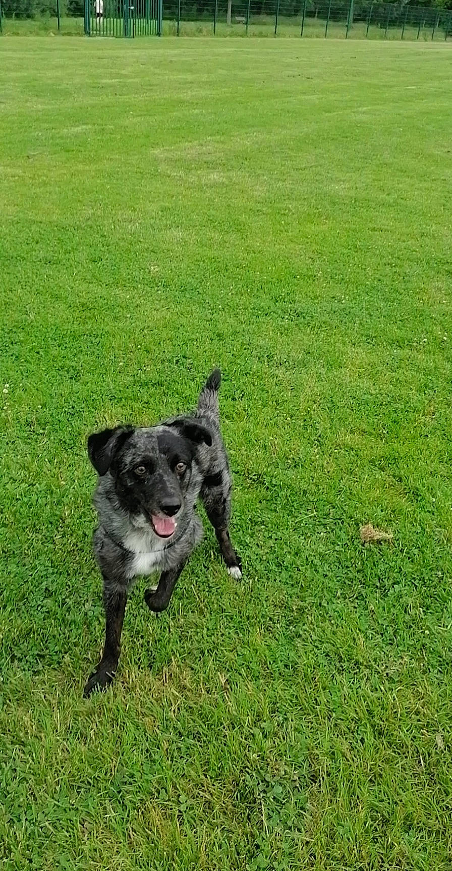 Lasco participe au concours pour gagner de l'argent avec cette photo : borador, canidae, carnivore, companion_dog, dog, dog_breed, grass, grassland, groundcover, hunting_dog, non_sporting_group, pasture, plant, snout, sporting_group, tail, working_animal, working_dog