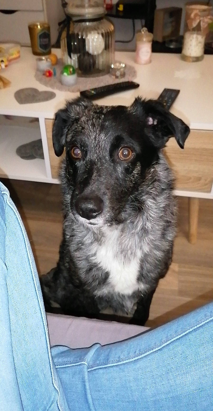 Lasco a rejoint le concours — aidez-le/la à gagner de superbes lots ! borador, canidae, carnivore, chair, collar, companion_dog, dog, dog_breed, fur, herding_dog, plate, serveware, snout, sporting_group, table, tableware, terrestrial_animal, texas_heeler, whiskers, working_animal