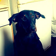 Utopie participe au concours pour gagner de l'argent avec cette photo : advertisement, animal, ball, canine, dog, envelope, furniture, greetingcard, hound, labradorretriever, magazine, mail, pet, poster, publication, puppy, silhouette, sport, tennis, tennisball
