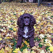 Ginger joined the competition — help win amazing prizes!
