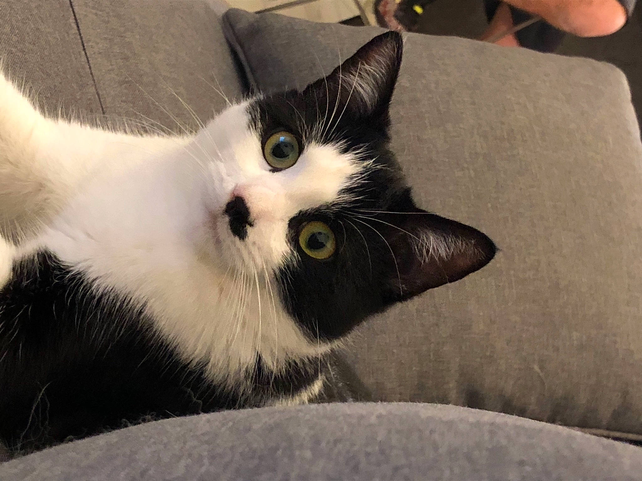 Moustache participe au concours pour gagner de l'argent avec cette photo : carnivore, cat, comfort, couch, domestic_short_haired_cat, eye, felidae, fur, head, linens, monochrome_photography, paw, small_to_medium_sized_cats, tail, terrestrial_animal, whiskers, window