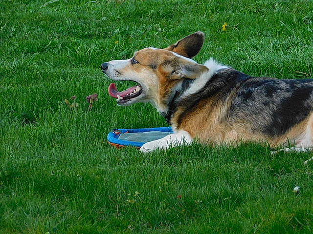 Tuffy is registered to the contest to win money with this photo: canidae, cardigan_welsh_corgi, carnivore, companion_dog, dog, dog_breed, fawn, grass, herding_dog, lawn, mammal, pembroke_welsh_corgi, swedish_vallhund, vertebrate, welsh_corgi, welsh_sheepdog, working_dog