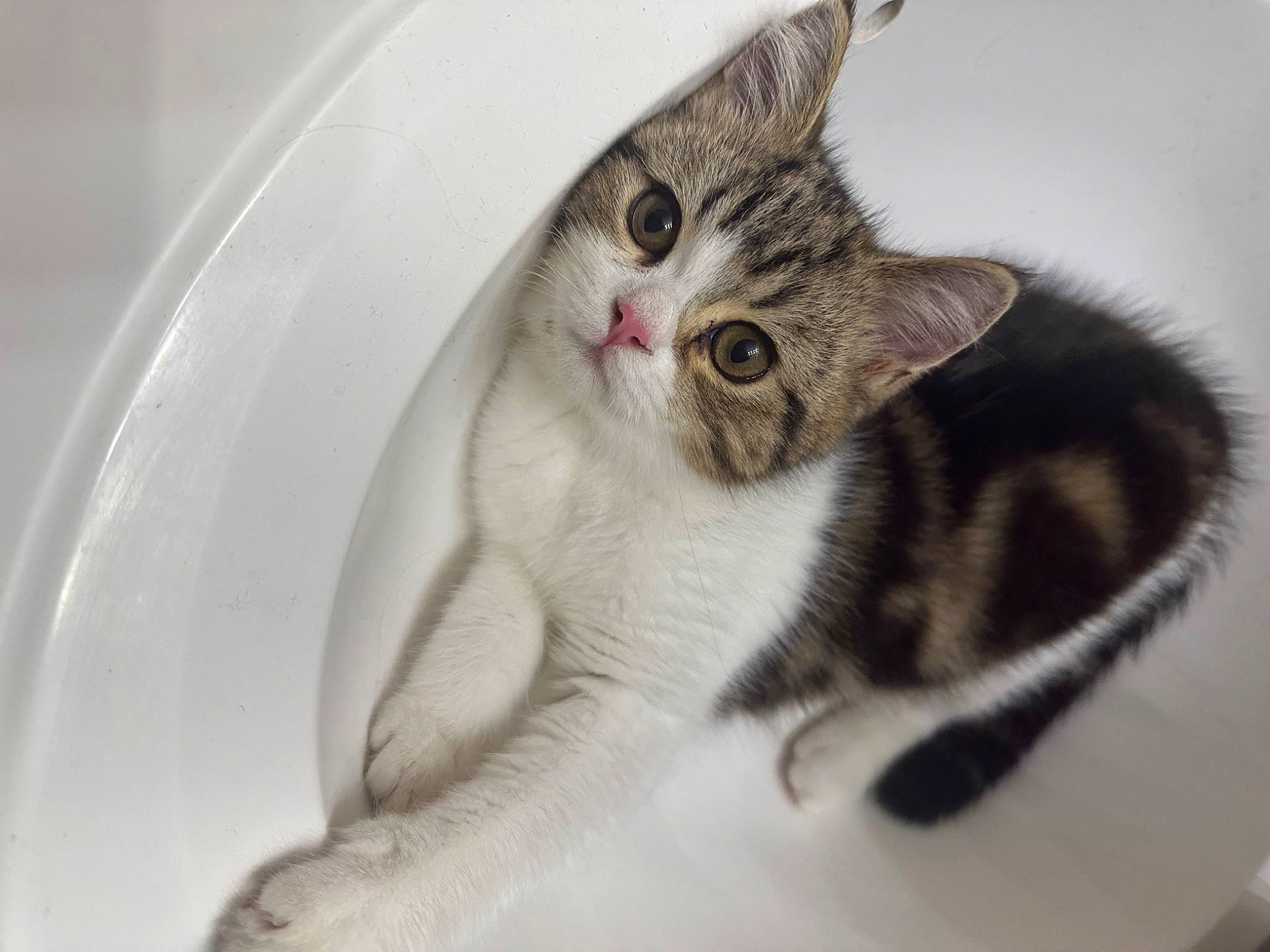 Griffin joined the competition — help win amazing prizes! carnivore, cat, claw, comfort, domestic_short_haired_cat, ear, eyelash, felidae, fur, paw, small_to_medium_sized_cats, snout, tail, whiskers