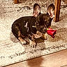 puppy, dog, french_bulldog, rose, flower, carpet, indoor, pet, cute, animal, fur, ears, floor, wooden_furniture, sitting, adorable, young_dog, home, romantic, portrait