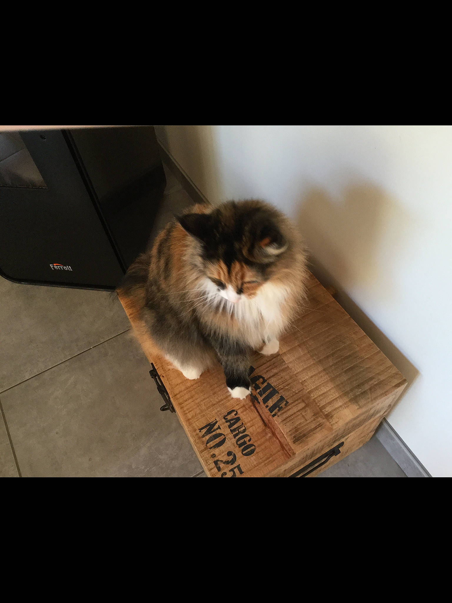 Icecream a rejoint le concours — aidez-le/la à gagner de superbes lots ! box, cardboard, carnivore, cat, companion_dog, felidae, flooring, font, fur, hardwood, paper, paper_product, photo_caption, publication, ragdoll, rectangle, room, small_to_medium_sized_cats, whiskers, wood