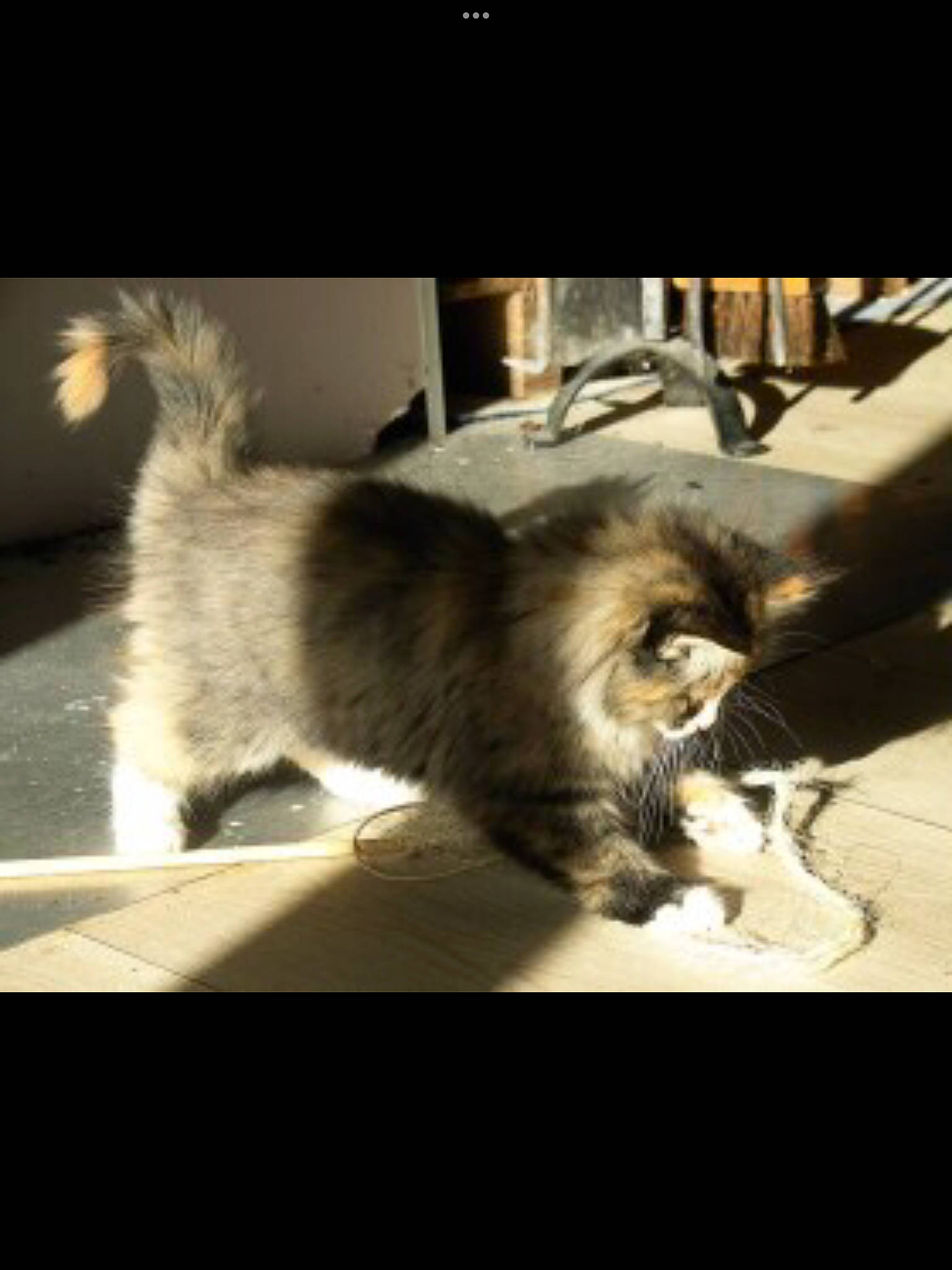 Icecream a rejoint le concours — aidez-le/la à gagner de superbes lots ! carnivore, cat, claw, cloud, comfort, companion_dog, darkness, dog_breed, domestic_short_haired_cat, felidae, fur, monochrome, monochrome_photography, paw, photo_caption, small_to_medium_sized_cats, snout, tail, tints_and_shades, whiskers