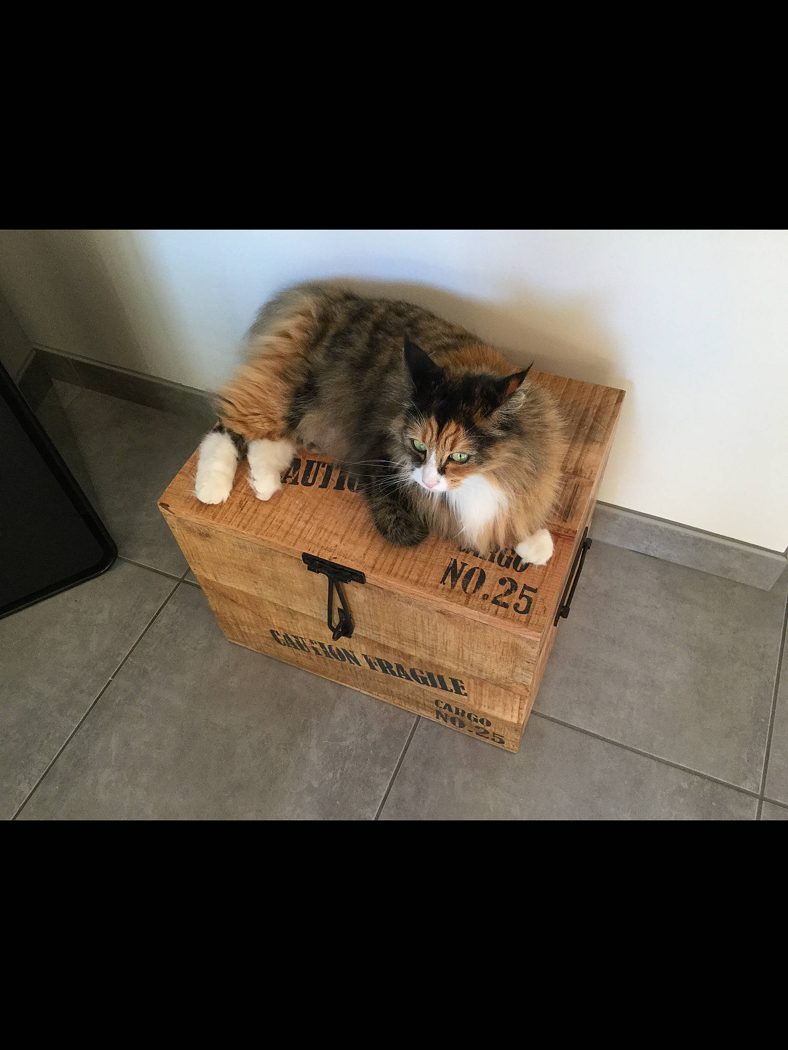 Icecream participe au concours pour gagner de l'argent avec cette photo : box, brown, cardboard, carnivore, cat, domestic_short_haired_cat, felidae, flooring, font, fur, hardwood, paw, photo_caption, rectangle, room, shipping_box, small_to_medium_sized_cats, tail, whiskers, wood