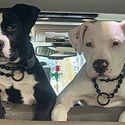 Link is registered to the contest to win money with this photo: dog, black_and_white_dog, white_dog, pets, car_interior, rearview_mirror, collars, chain_collar, two_dogs, curious, seated, front_seat, vehicle, domestic_animal, companions, looking, cute, alert, indoor, transportation